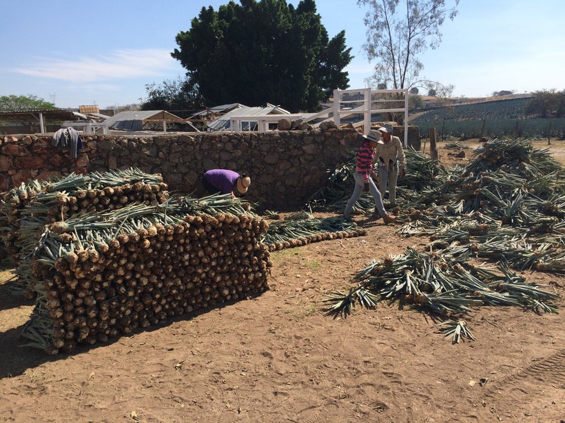 The González agave fields.