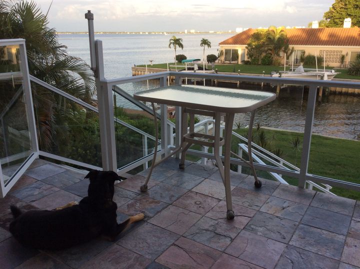 Pepper (German shepherd/collie mix) lounges on his Longboat Key lanai and stares out at the Sarasota Bay on September 4, 2017...