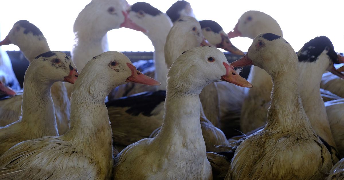 California's Statewide Ban On Foie Gras Is Getting Revived | HuffPost Life