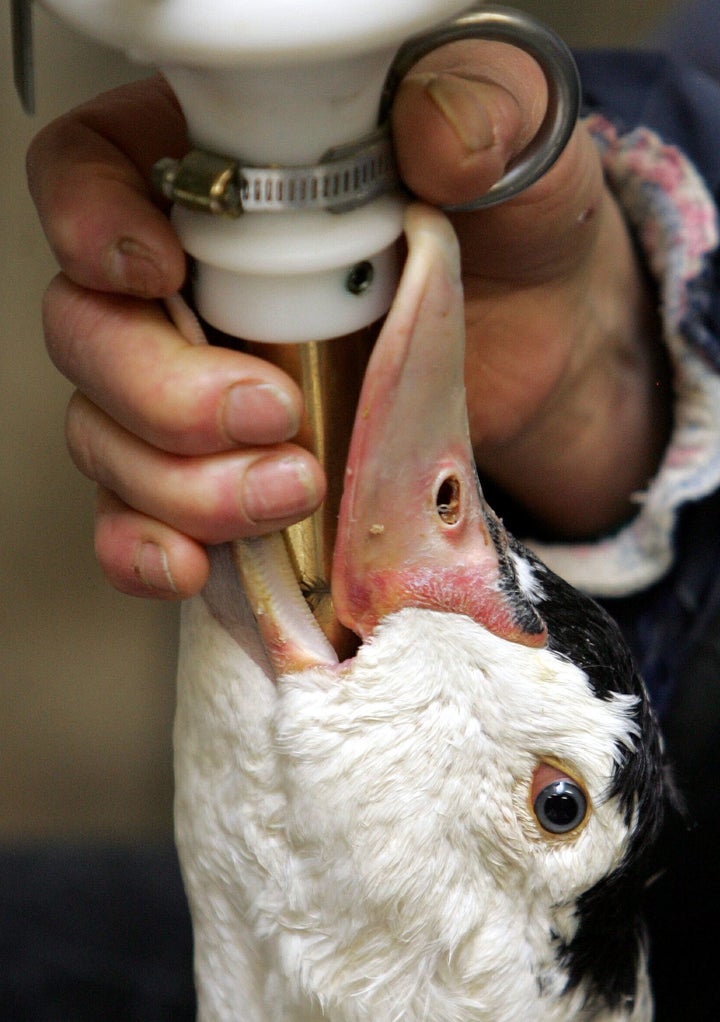 A French farmer holds a funnel filled with corn to force-feed a duck using the traditional method by French producers at a poultry farm in Mayelis, southwestern France, in 2006.