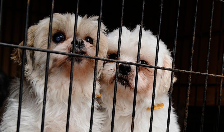 These two Shih Tzus were rescued from a puppy mill and brought to the Toronto Humane Society in 2013.