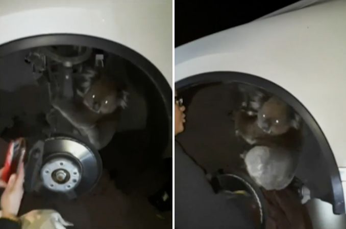 A koala is seen being rescued from the wheel arch of an Australian man's car.