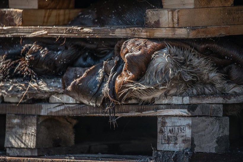 Cow skins stacked and salted on wooden pallets. Australia, 2017. <a rel="nofollow" href="http://www.weanimals.org/" target="