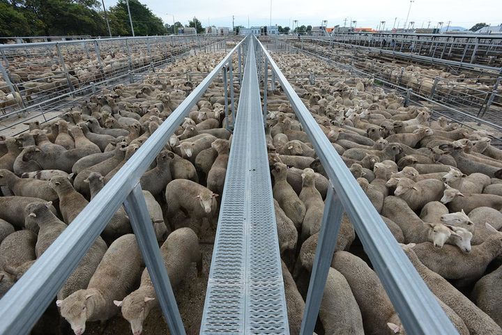 Sheep In A Sale Yard. Ballarat, Australia, 2013. Jo-Anne McArthur / We Animals