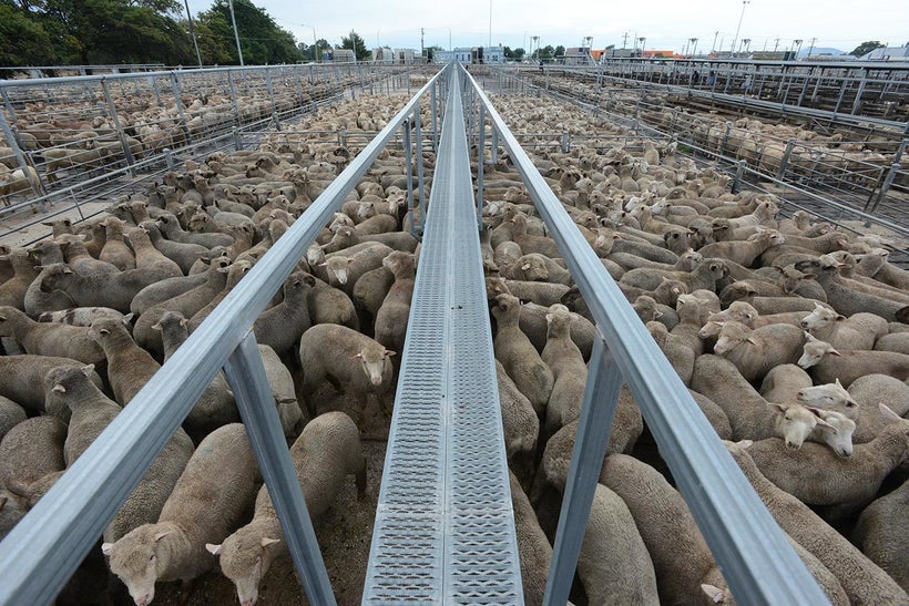 Sheep In A Sale Yard. Ballarat, Australia, 2013. J<a rel="nofollow" href="http://www.weanimals.org/" target="_blank">o-Anne M