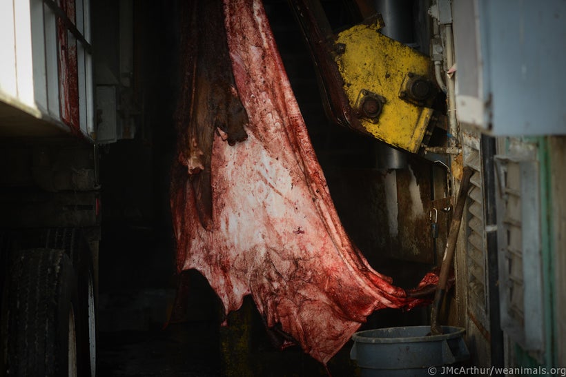 Bovine (cow) leather being processed. <a rel="nofollow" href="http://www.weanimals.org/" target="_blank">Jo-Anne McArthur &#x