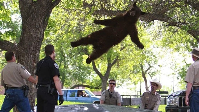 A bear falls from a tree after being tranquilized by Colorado wildlife officials on the University of Colorado, Boulder campus. Boulder recently adopted a bear-resistant trash can ordinance.