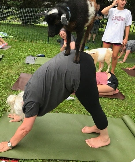Sunset yoga with goats: Joyous and fun but also an excellent opportunity to practice mindfulness? Let your mind wander and yo