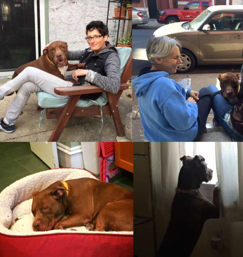 Foster dog #2: Dutch