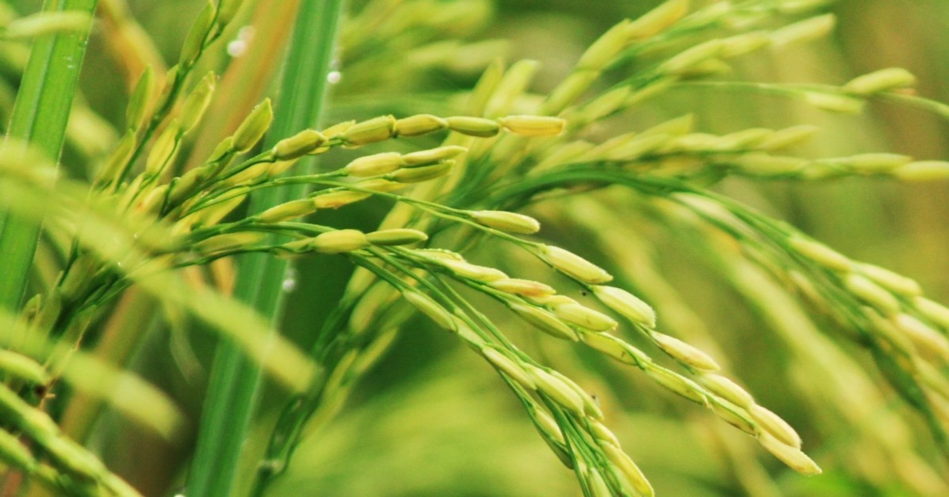 one-grain-at-a-time-celebrating-national-rice-month-huffpost