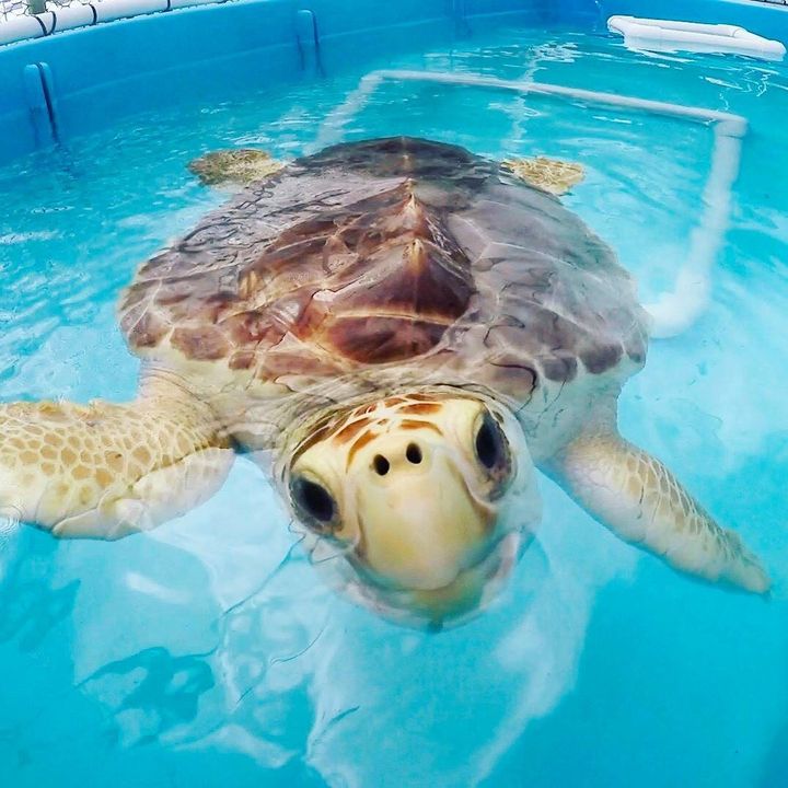 The Turtle Hospital is the world’s first licensed veterinarian hospital dedicated entirely to serving turtles.