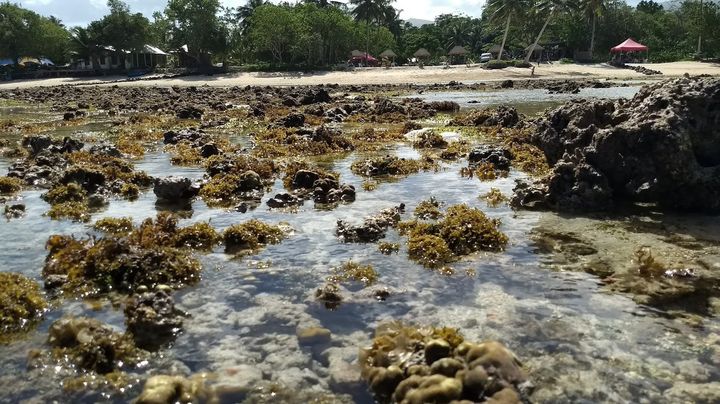 Vast expanse of exposed coral in the village of Siumu as seen in July this year - unprecedented exposure.