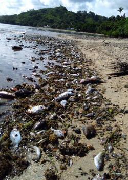 Fish kills last year in Vanuatu