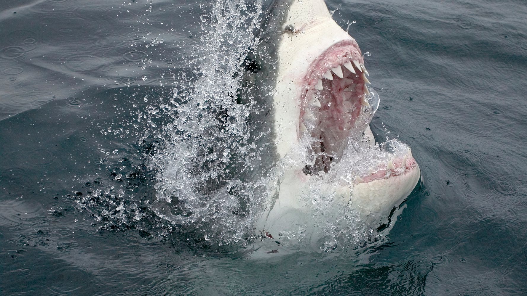 Sharks aren't criminals, but our fear makes us talk as if they are