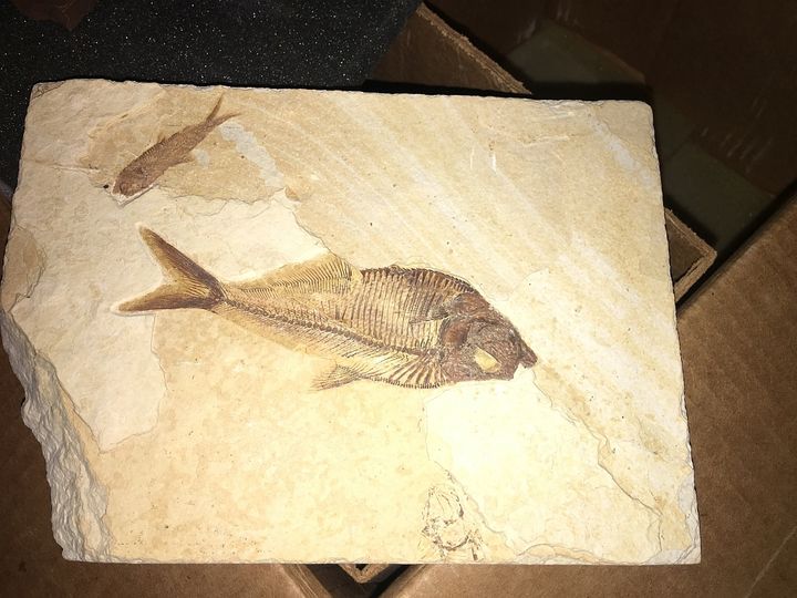 Green River Fish fossil that I acquired several years ago originating from a site in southwestern Wyoming. These fossils are particularly beautiful from this formation. 