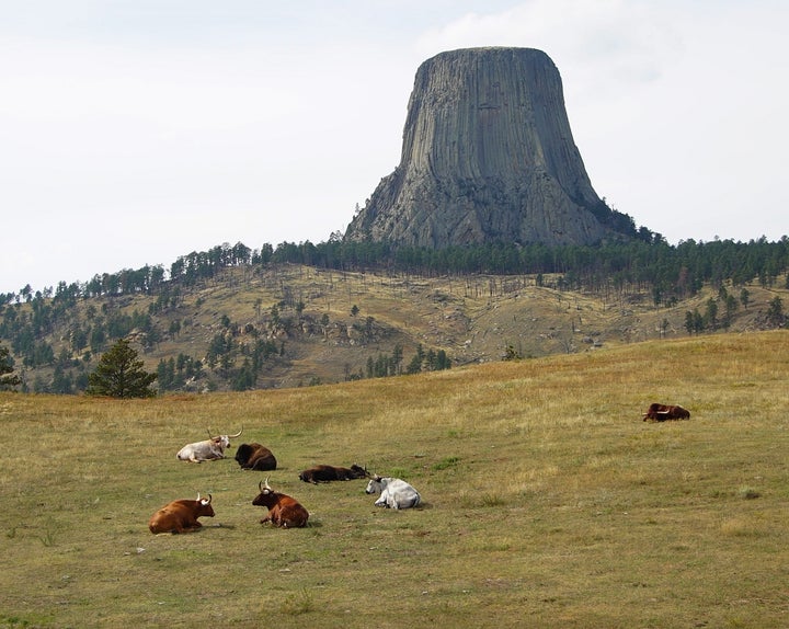 <p>Devils Tower rises 850+ above lounging Longhorns and Bison in this view taken Sunday 9-17-2017.</p>