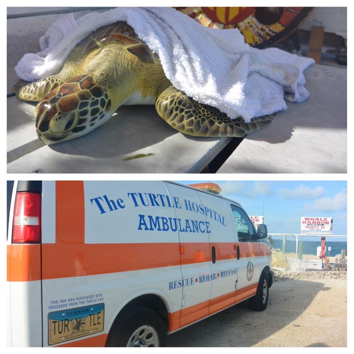 The Turtle Hospital -- located in Marathon, a city in the Florida Keys -- rescues over 100 turtles a year and has three