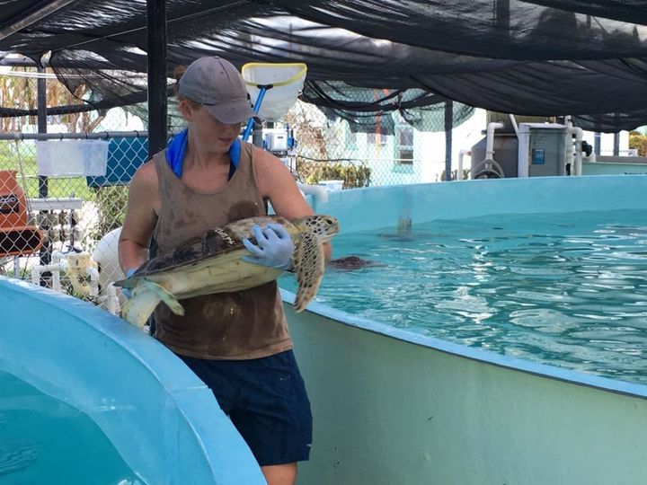 Most of the turtles at the hospital typically reside in an outdoor tidal pool. Before Hurricane Irma hit, the staff relocated the turtles to safer tanks. That included two 33,000-gallon tanks located outside on higher ground that were purchased through a grant for these types of disasters.
