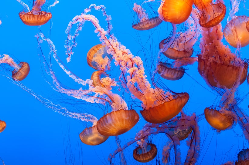 monterey_bay_aquarium__jellyfish