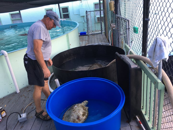 Most of the staff evacuated during Hurricane Irma, but Richie Moretti and Tom Luebke stayed behind to tend to the turtles. They provided basic care until the power returned and the rest of the staff was able to come back.