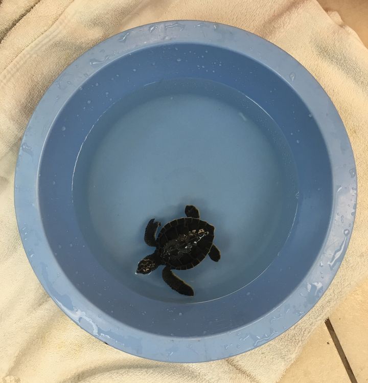 In the wake of Hurricane Irma, the Turtle Hospital has rescued three turtles. The first, pictured above, was aptly named "Irma."