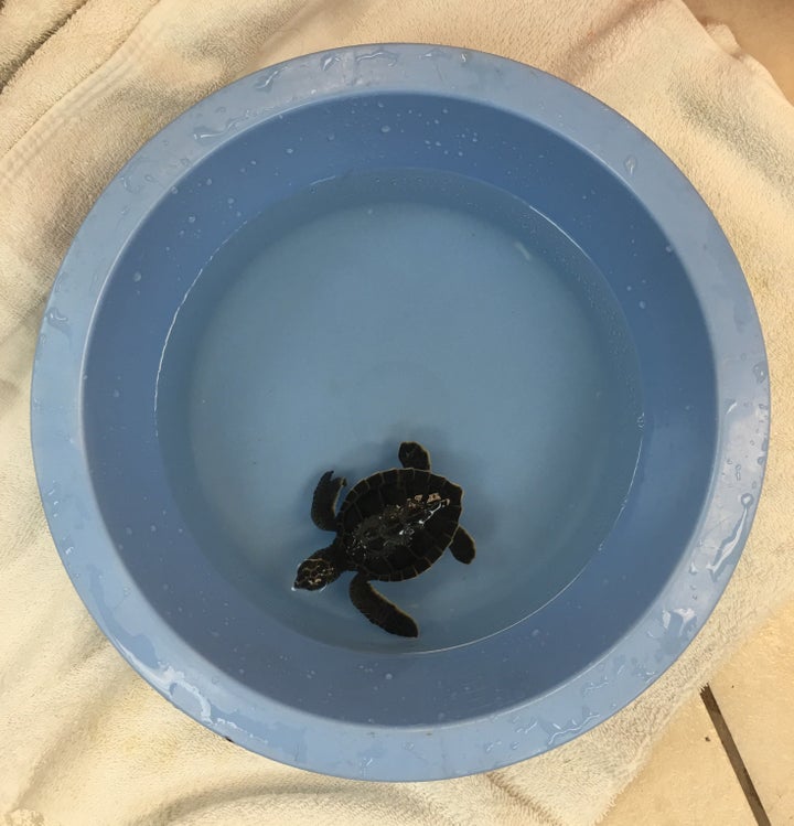 In the wake of Hurricane Irma, the Turtle Hospital has rescued three turtles. The first, pictured above, was aptly named