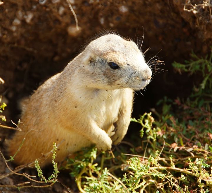 <p>Prairie Dogs were ever present. They are a scourge because cattle could fall into the holes and break their legs. Out here these cute guys are varmints!</p>