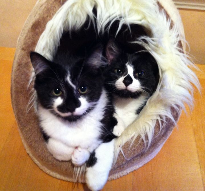 Last year's winners, Pixie and Smudge.