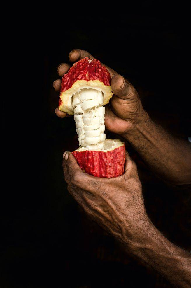 A raw cacao pod