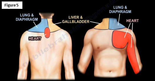 Examination Of The AC Joint - Everything You Need To Know - Dr. Nabil  Ebraheim 