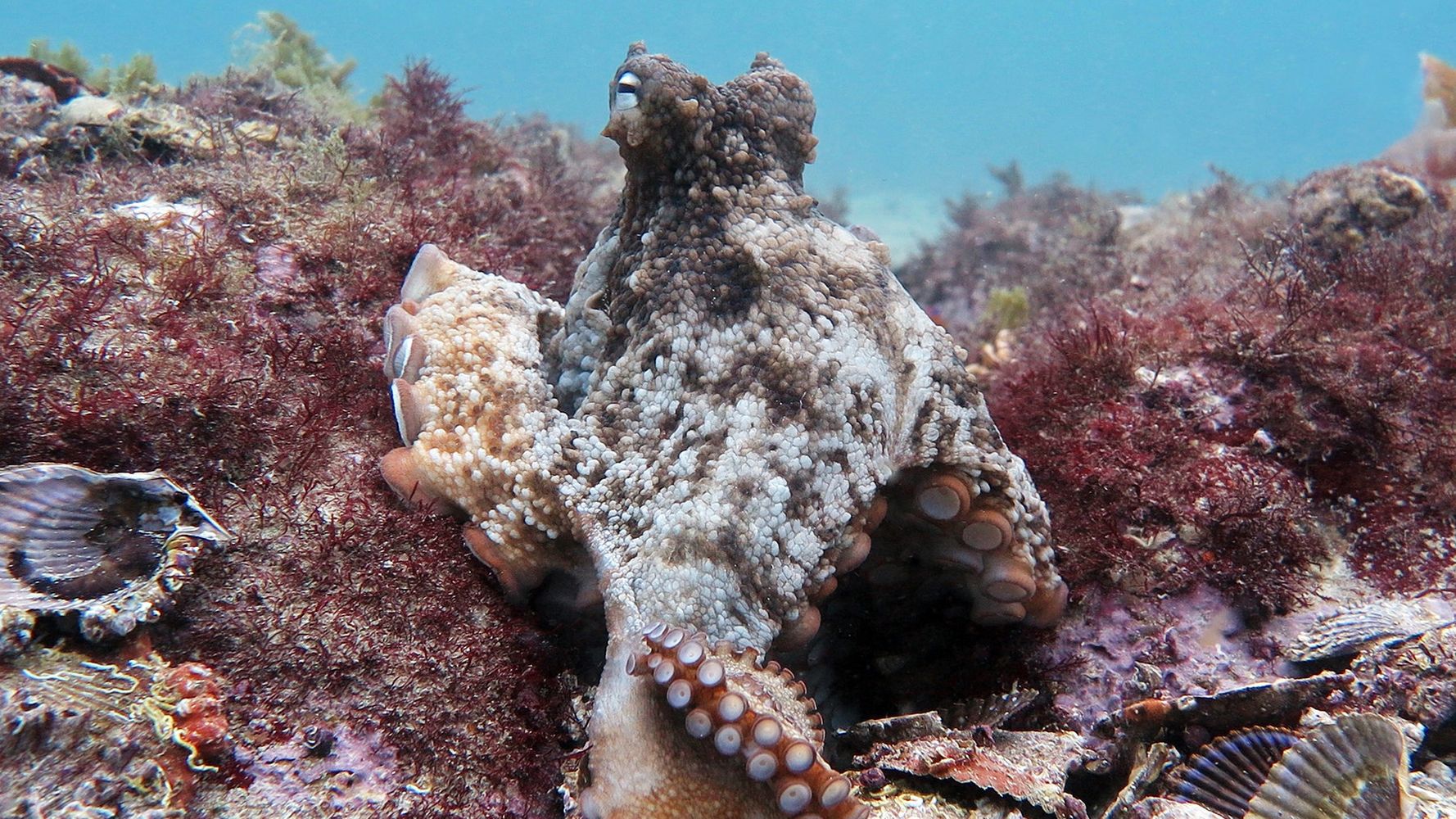 A Look Inside The Newly Discovered City Built By Octopuses | HuffPost ...