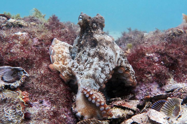 A gloomy octopus.
