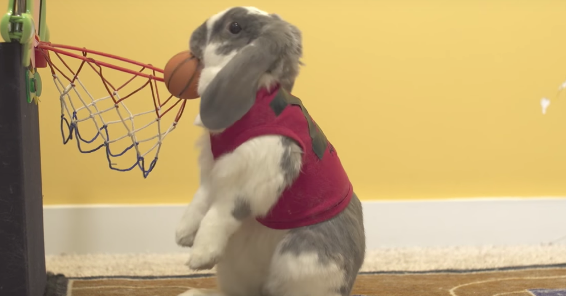 Rabbit Sets World Record For Dunking Basketballs | HuffPost