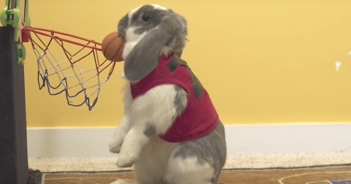 Rabbit Sets World Record For Dunking Basketballs HuffPost Life