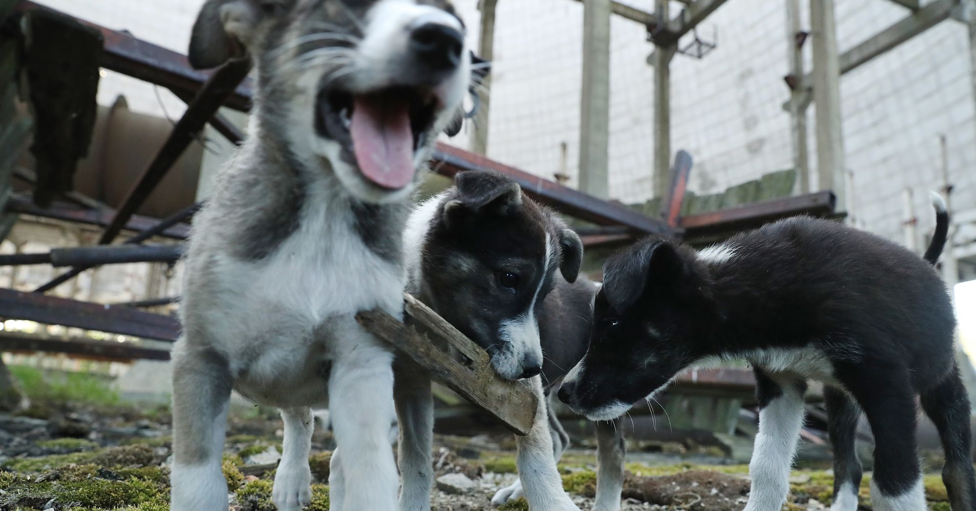 9 plant power mile Are Of Chernobyl Finally Getting Puppies The Radioactive