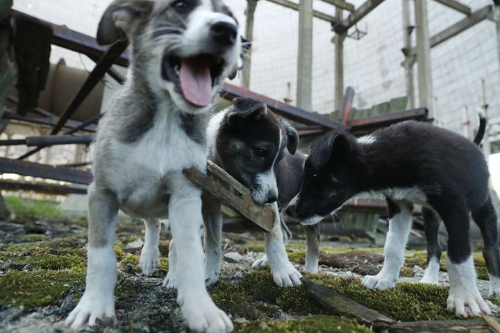 Stray puppies play in an abandoned, partially-completed cooling tower inside the exclusion zone at the Chernobyl nuclear power plant on August 18, 2017.