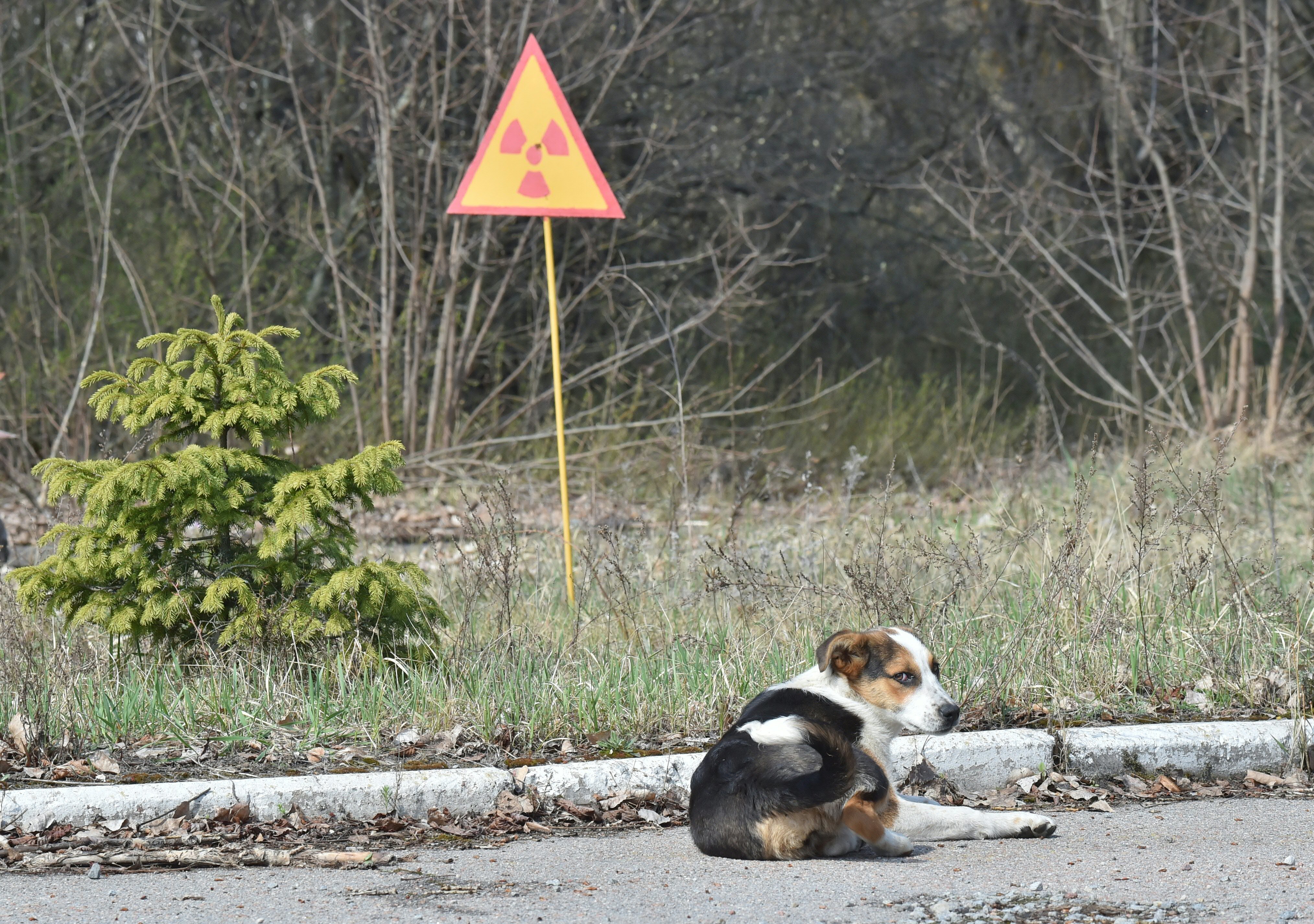 The Radioactive Puppies Of Chernobyl Are Finally Getting The Help They ...