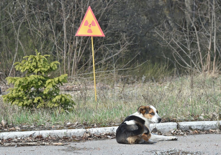 A dog is seen next to a sign of radioactivity in the abandoned city of Prypyat near Chernobyl Nuclear Power Plant on April 8, 2016.