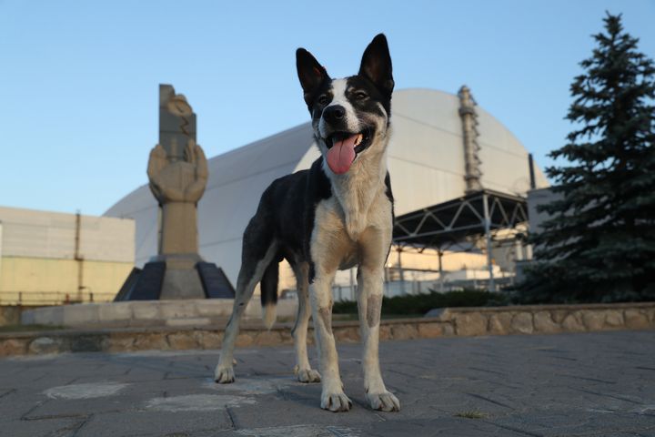A stray dog stands at a monument outside the new, giant enclosure that covers devastated reactor number four at the Chernobyl nuclear power plant in August 2017.