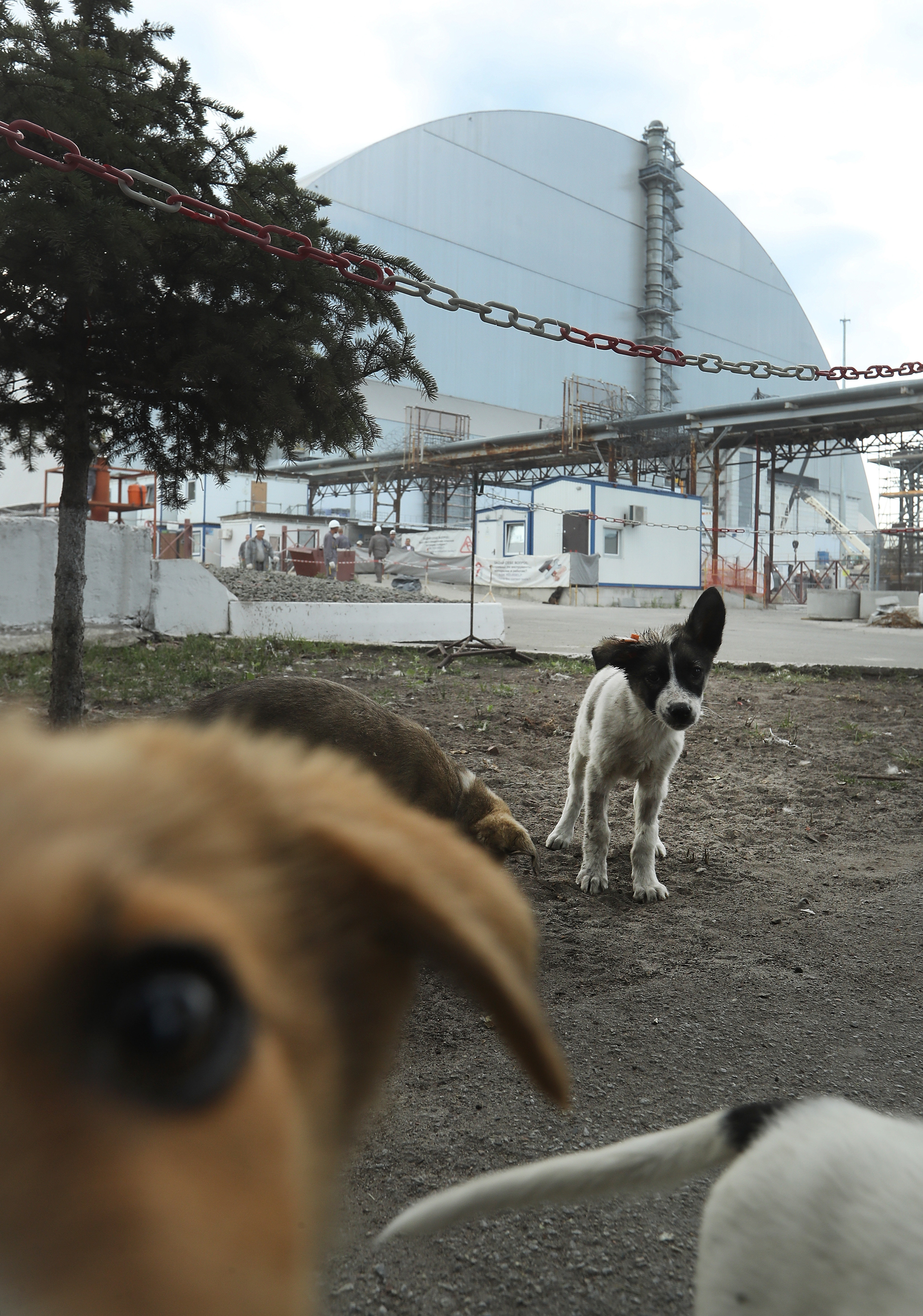 The Radioactive Puppies Of Chernobyl Are Finally Getting The Help They ...