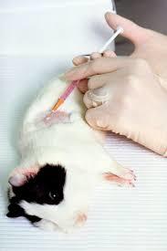 <p><strong>FAILING TO MOVE THE NEEDLE.</strong> By alienating potential allies, extreme animal advocates disconnect from those that share their love of animals, but despise abuse of people and the disregard for science. </p>