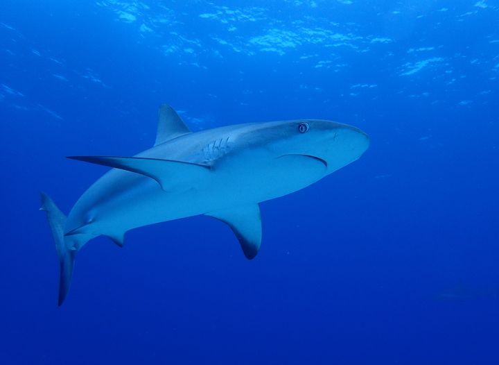A curious caribbean reef shark swims by for a look. Vulnerable marine life depends on ocean protection for its survival. 