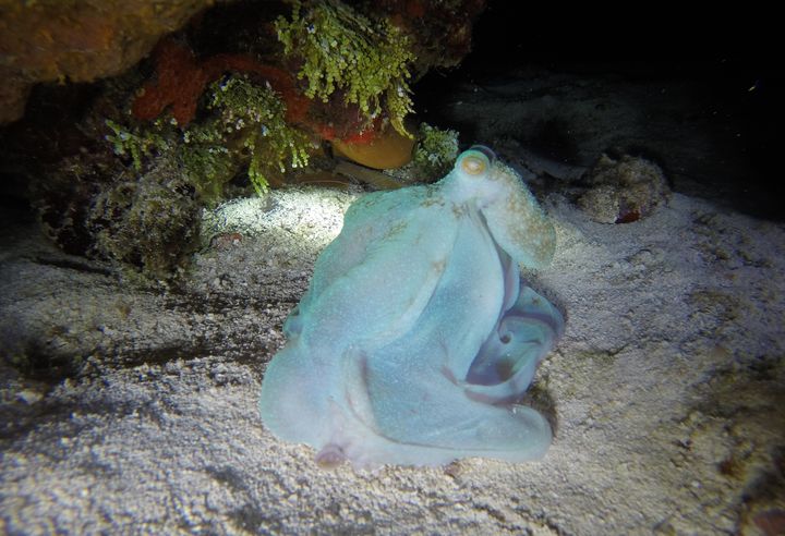 Beautiful moments like this one captured on a night dive motivate me to protect the ocean.
