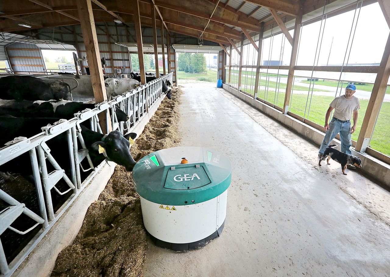 A robotic feeder made by GEA Farm Technologies makes its way through the cow barn at the De Buhr farm in Lancaster, Wisconsin, on Aug. 31, 2017. Mechanization has increased on dairy farms as farmers struggle to find enough workers.