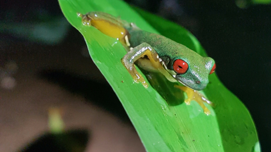 The Things You'll Wish You Knew Before Visiting Costa Rica | HuffPost ...