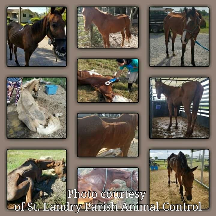 <p>Neglected horses assisted by Saint Landry Parish Animal Control</p>