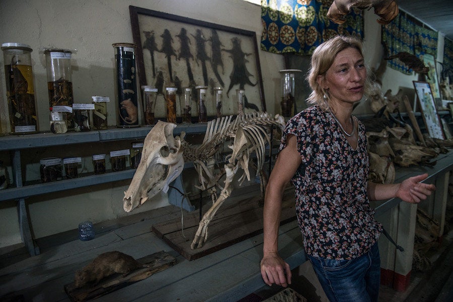 In the museum of the Congo Biodiversity Initiative, Dr. Anne Laudisoit explains the studies her team conducts on expeditions into the jungles surrounding the city of Kisangani.