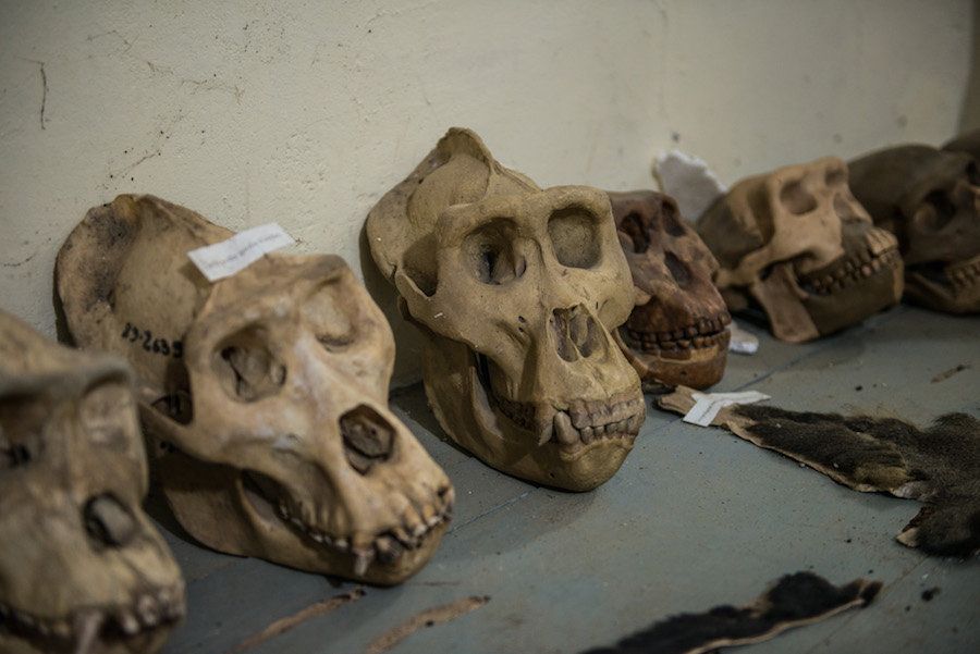 Skulls collected from expeditions conducted by the Congo Biodiversity Initiative are seen on display in the organization's museum.