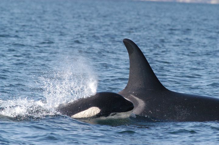 Southern Resident killer whale mother and her calf swimming.