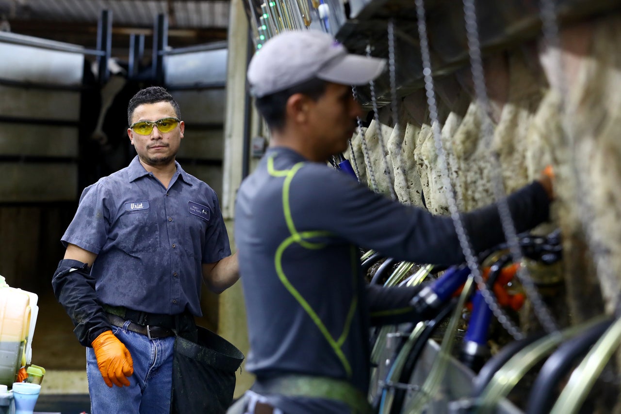 Uriel Lopez, left, has worked at Ripp's Dairy Valley farm for 10 years. Here he is seen in the milking parlor with Eddy Aquilera. Eleven of the 12 non-family members who work at Ripp's dairy are Latino immigrants.